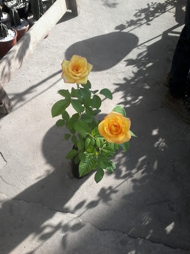 Freguesa Flores foto 1