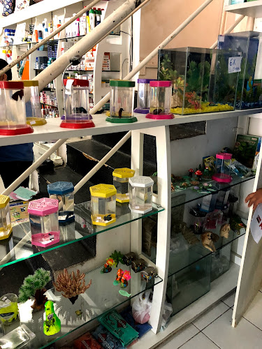 Pet Show foto 1