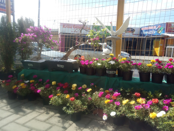 Vida Exotica Garden foto 1